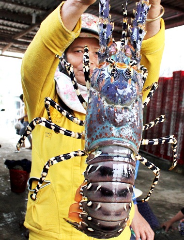 Con tôm hùm trị giá 2 triệu đồng - 1 Con tôm hùm trị giá 2 triệu đồng