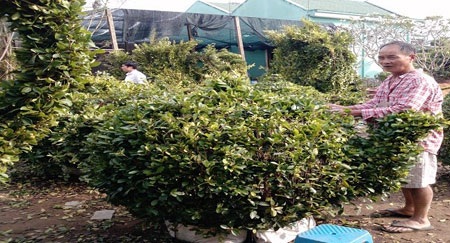 Mai vàng, kiểng hình ngựa được “săn đón” - 1 Mai vàng, kiểng hình ngựa được “săn đón”