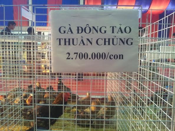 Hét giá gà độc, chim lạ tiền triệu vẫn đắt khách - 2 Chú gà này có 7 cựa, song nhìn thần thái uy dũng khác thường…
