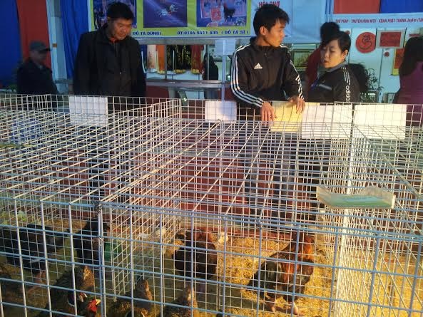 Hét giá gà độc, chim lạ tiền triệu vẫn đắt khách - 5 Những lồng gà 9 cựa đã có khách đặt trước. Số còn lại trong
chiếc lồng sắt to cũng đã với dần…