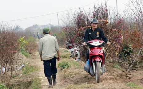 Dân bất động sản đi làm xe ôm kiếm Tết - 1 Để có tiền chi tiêu Tết, dân bất động sản đi làm xe ôm chở đào quất thuê.