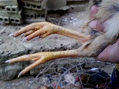 Phố gà Ri ở cửa ngõ Hà Nội - 3 Đôi chân đặc trưng của gà ri.