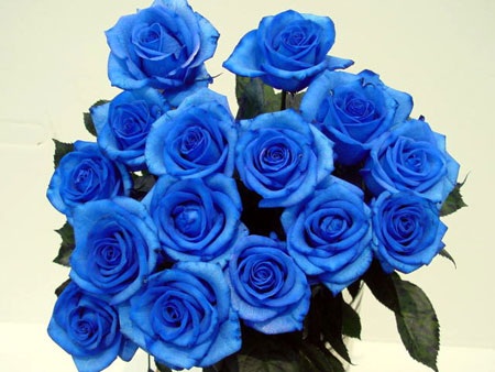 4 triệu đồng một bó hồng xanh Valentine - 2 Hoa hồng xanh đang gây sốt trên thị trường với giá cao ngất 4 triệu đồng/bó (ảnh minh họa)