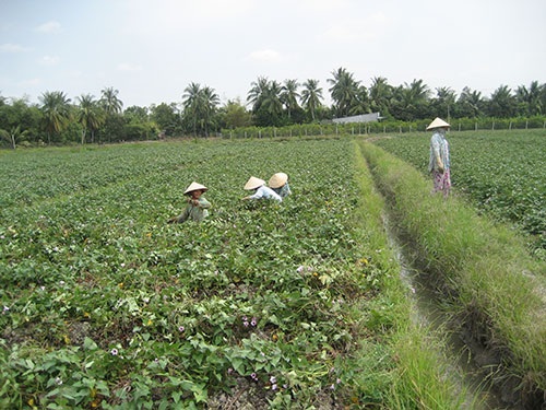 Diện tích trồng khoai lang ở Vĩnh Long đang tăng lên bất thường