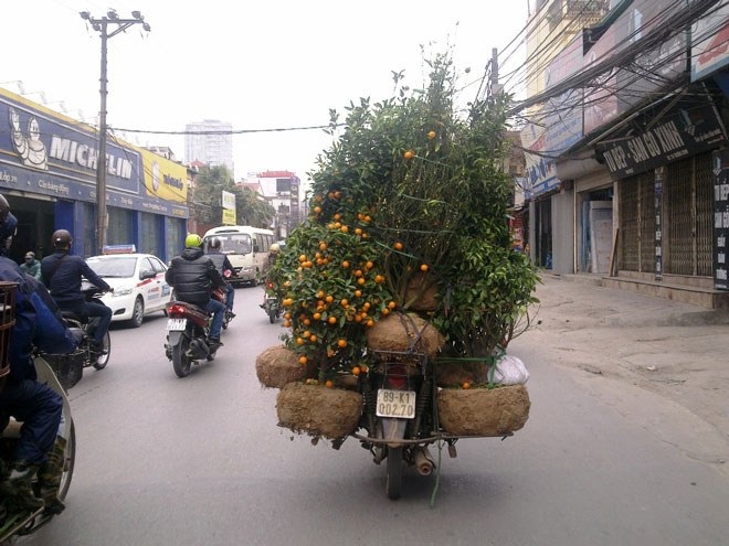 Thu tiền triệu mỗi ngày từ nhặt đào, quất ven đường
