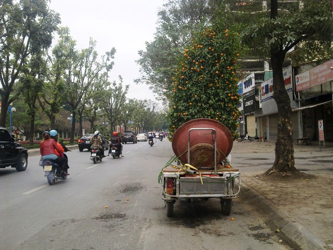 Những cây quất lớn chủ yếu người chơi thuê nên các chủ vườn tự đi thu về vườn chăm sóc