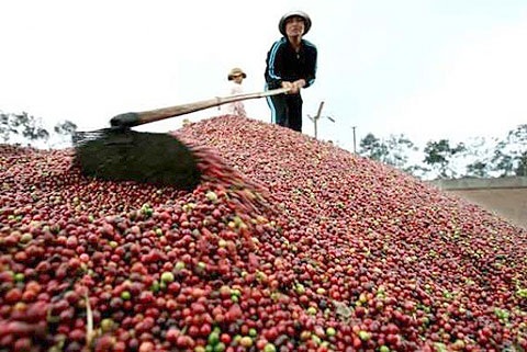 Trung Quốc hủy nhãn hiệu cà phê Buôn Ma Thuột - 1 Trung Quốc hủy nhãn hiệu cà phê Buôn Ma Thuột