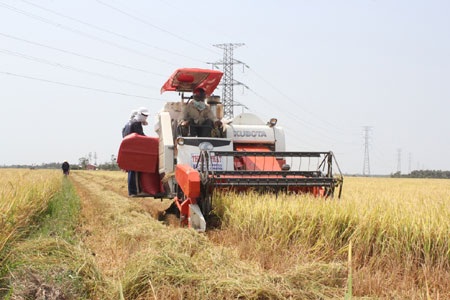 Giá lúa giảm, thương lái “neo ghe” chờ cứu giá