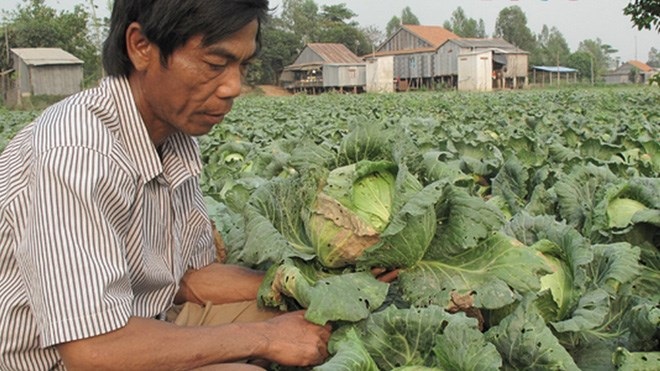 Bắp cải giá 500 đồng/kg vẫn ế - 1 Ông Tâm giữa ruộng bắp cải không bán được. Ảnh: Thanh Hải