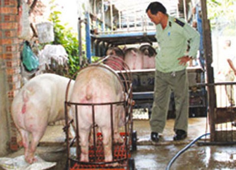 Chiêu “bẩn” bơm tăng trọng của đồ tể lò mổ - 5 Lợn bơm nước xong đang chuẩn bị được đem đi tiêu thụ