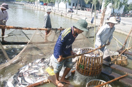 Người nuôi nhỏ lẻ không còn cá tra để bàn sau thời gian dài thua lỗ.