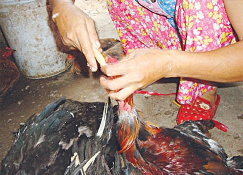 Chiêu “bẩn” bơm tăng trọng của đồ tể lò mổ - 4 Nhồi cám để tăng trọng lượng cho gà