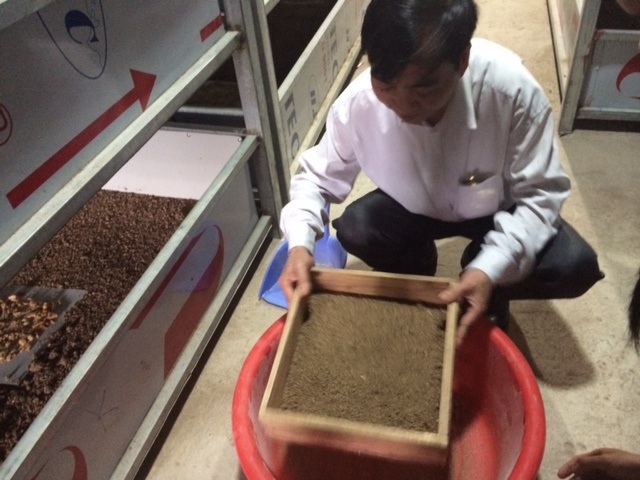 Người Trung Quốc sang Việt Nam lập trại nuôi gián - 1 Ông Nguyễn Đình Nguyên đang sàng đất để kiểm tra độ phát triển của gián đất