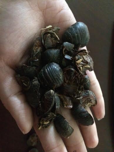 Người Trung Quốc sang Việt Nam lập trại nuôi gián - 2 Gián đất được hơn 3 tháng tuổi tại trại nuôi của ông Nguyên