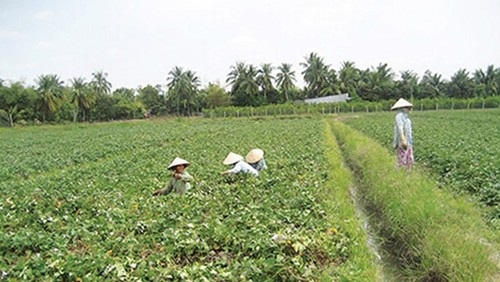 Ngăn chặn thương lái Trung Quốc ồ ạt mua nông sản: Phải từ gốc - 1 Diện tích khoai lang ở Vĩnh Long tăng bất thường do thương lái đặt mua
