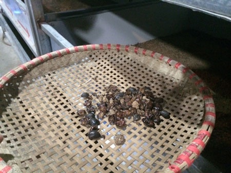 Mất hàng tỷ đồng vì trót học làm ăn kiểu Trung Quốc