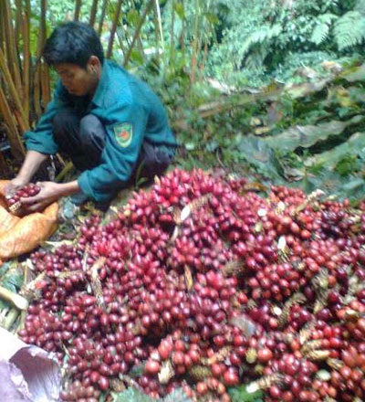 Thảo quả Việt Nam “ngóng” thương lái Trung Quốc - 1 Thảo quả Việt Nam “ngóng” thương lái Trung Quốc