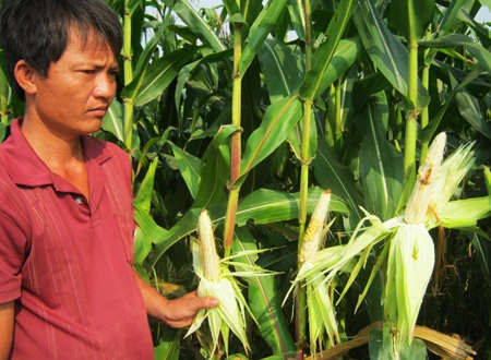 Dân khổ vì bắp không hạt - 1 Sau gần 4 tháng chăm sóc, ruộng bắp của anh Đạt chỉ cho… lá.