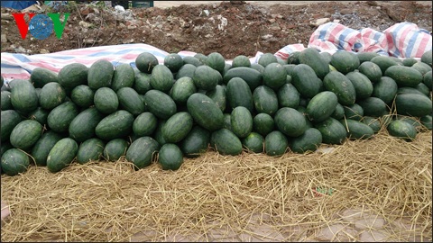 Dưa hấu giá rẻ được đổ đống bán trên nhiều tuyến đường