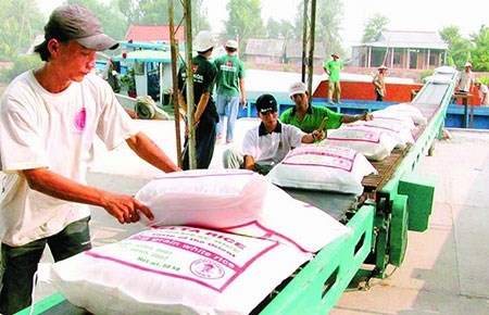 Xuất khẩu gạo “bế ngoại, tắc nội” - 1 Giờ DN xuất khẩu gạo chỉ còn biết chờ thời, hy vọng diễn biến thị trường sẽ khả quan hơn. Ảnh: CTV