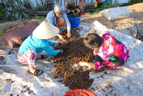 Thương lái Trung Quốc mua nông sản lạ đời: Họ mua làm gì nhỉ??? - 3 Nông dân gom ốc bươu vàng bán cho thương lái Trung Quốc