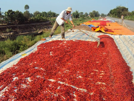 Thương lái Trung Quốc lừa người trồng ớt - 1 Nông dân huyện Thanh Bình thu hoạch ớt vụ hè thu 2014.
