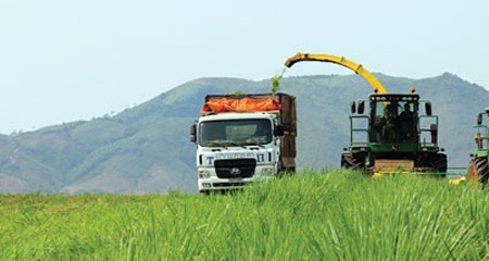 Nông nghiệp sẽ thành ngành đóng góp chính trong cơ cấu doanh thu của HAGL