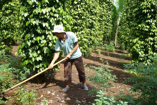 Thương lái Trung Quốc mua nông sản lạ đời: Họ mua làm gì nhỉ??? - 1 Cây tiêu trong mùa sinh trưởng từng bị tỉa rễ đem bán