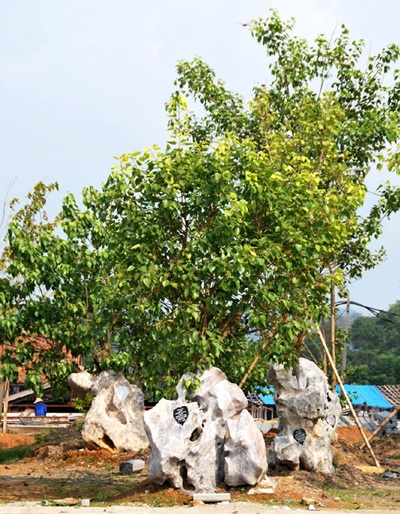 Tỷ phú Xuân Trường, duyên phận với Bái Đính - Tràng An - 5 Ngôi chùa trồng nhiều cây bồ đề nhất