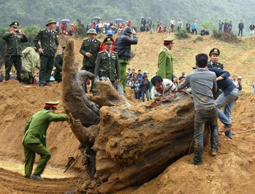 Gốc cây huyền sử ngàn năm giá tiền tỷ của đất Việt - 3 Gốc sưa “ khủng” được trục vớt thành công