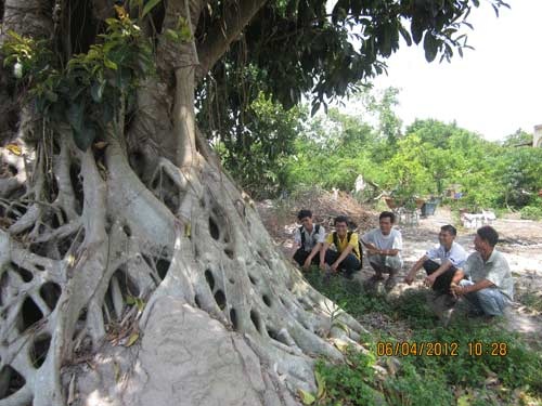 Gốc cây huyền sử ngàn năm giá tiền tỷ của đất Việt - 8 Bộ rễ cây đa có đường kính 5m