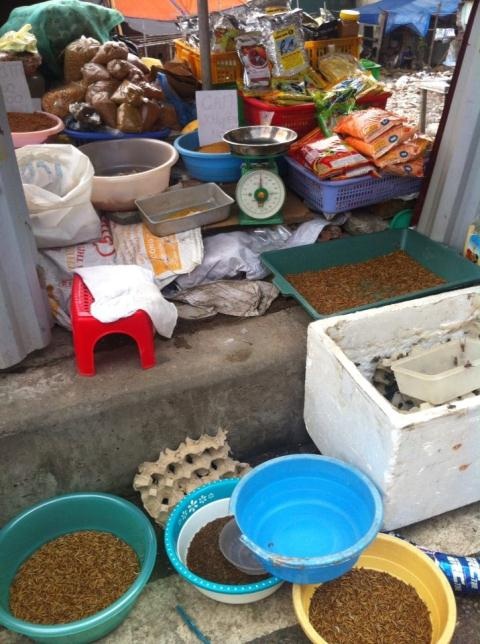 Hiểm họa "ốc bươu vàng mới": Sâu phàm ăn từ Trung Quốc - 1 Sâu gạo được bày bán tràn lan tại khắp các cửa hàng trên đường Hoàng Hoa Thám.
