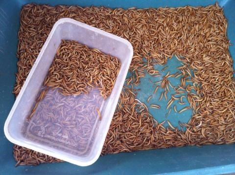 Hiểm họa "ốc bươu vàng mới": Sâu phàm ăn từ Trung Quốc - 2 Mỗi kg sâu tươi có giá từ 200.000 đến 250.000 đồng.