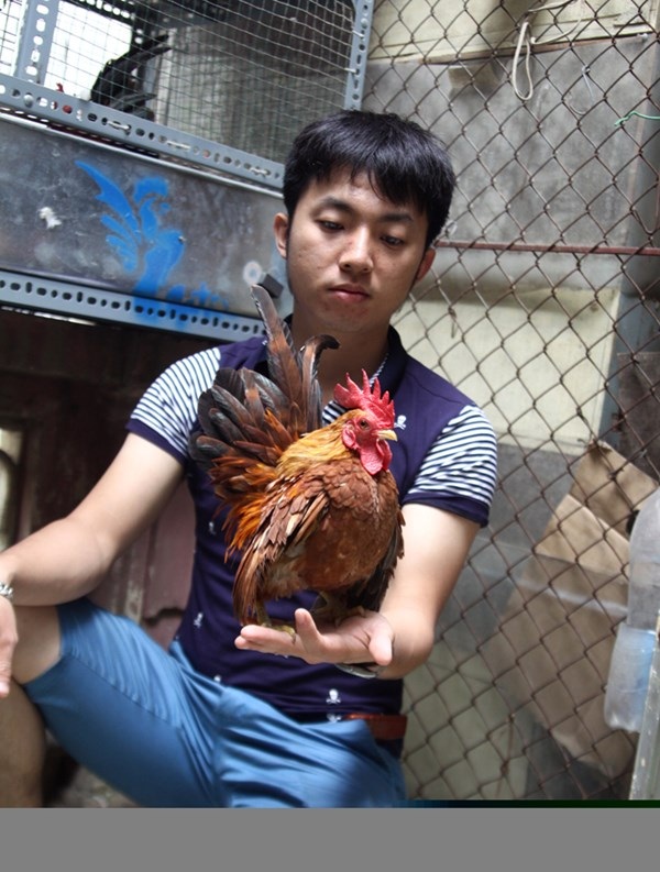 Thú chơi gà cảnh ngàn đô - 1 Một thanh niên chơi gà Serama