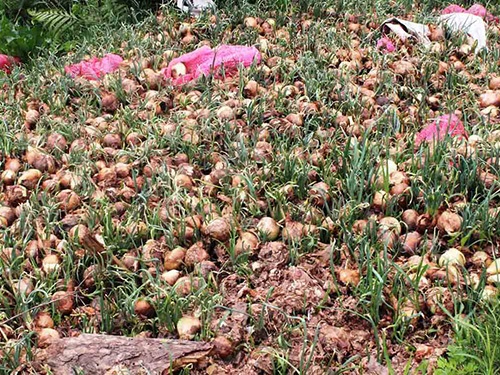 Hành tây bị nhà vườn ở Đà Lạt đổ bỏ