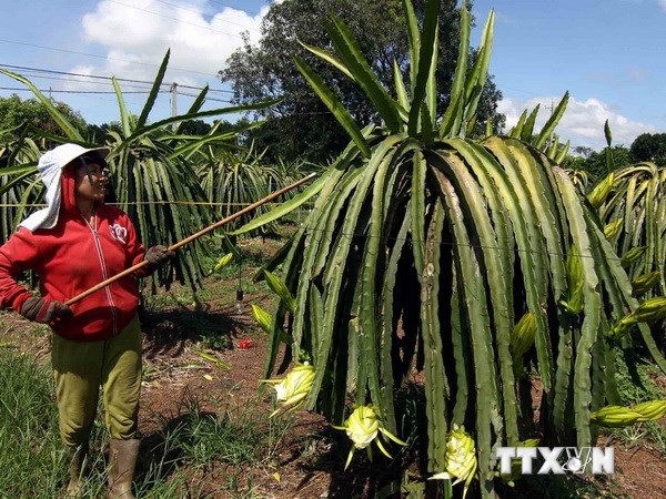 "Việc thu mua búp thanh long tại Bình Thuận là bình thường" - 1 Chăm sóc cây thanh long. (Ảnh: Vũ Sinh/TTXVN)