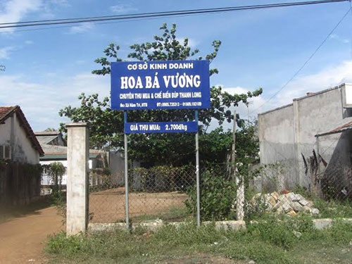 Đổ xô bán búp thanh long - 1 Cơ sở Hoa Bá Vương chuyên thu mua búp thanh long ở Bình Thuận