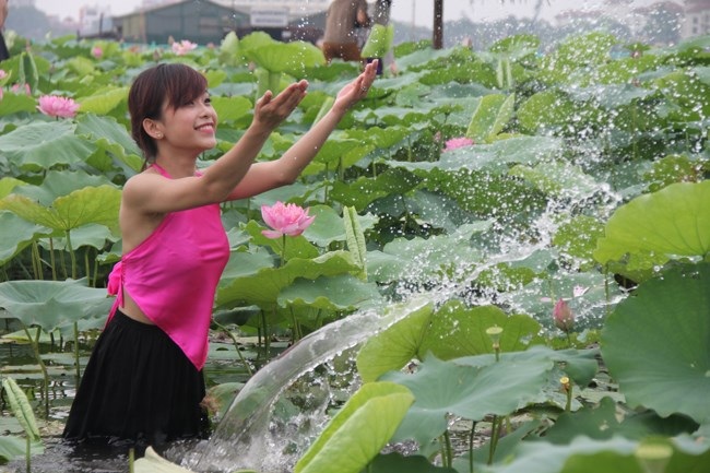 Sen Hồ Tây lên ngôi, chủ đầm sen trúng đậm tiền triệu - 1 Thị trường đầm sen cạnh tranh khốc liệt