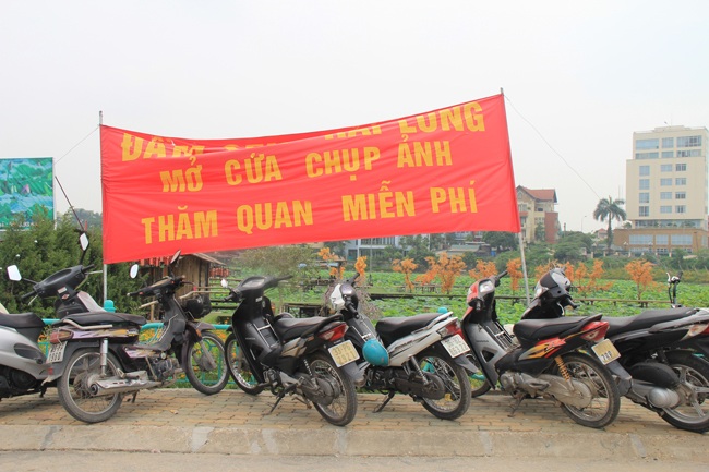 Sen Hồ Tây lên ngôi, chủ đầm sen trúng đậm tiền triệu - 2 Các đầm sen hồ Tây cạnh tranh với nhau. Nếu đầm không đẹp thì chỉ còn cách miễn phí để giữ khách.