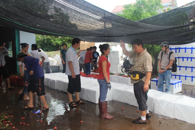 Thương lái Trung Quốc đổ xô mua vải thiều Bắc Giang