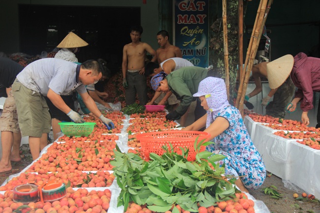 Ngay tại các chợ, các thương lái Trung Quốc cũng tìm đến để lựa chọn thu mua.