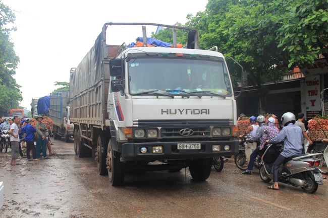 Các chủ vườn đèo vải ra chợ rao bán, chờ các thương lại lựa chọn thu mua.