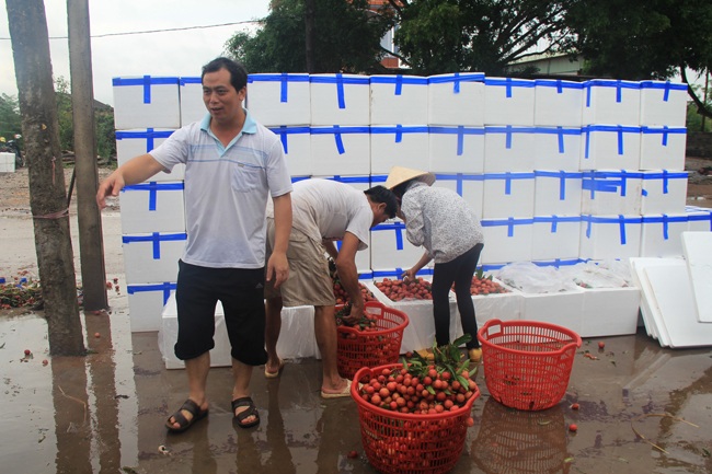 Đích thân họ tìm đến các kho đóng hàng để lựa chọn những loại vải ngon đưa về Trung Quốc bán.