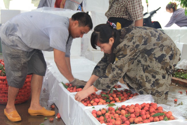 Cẩn thận khi xếp vài vào thùng để chuẩn bị đưa lên xe.