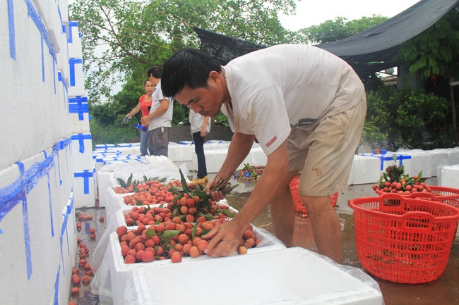 Những loại vải được thương lái Trung Quốc thu mua phải là loại to, vỏ dày, đẹp và ngọt.