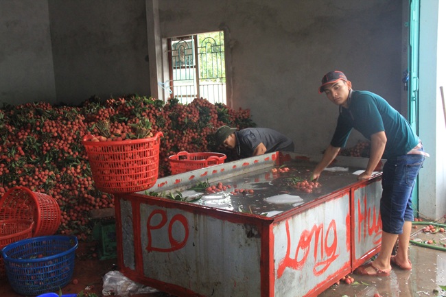 Giá thu mua của các thương lái Trung Quốc khá cao. Có thời điểm, họ trả giá mua 40 nghìn đồng/kg.