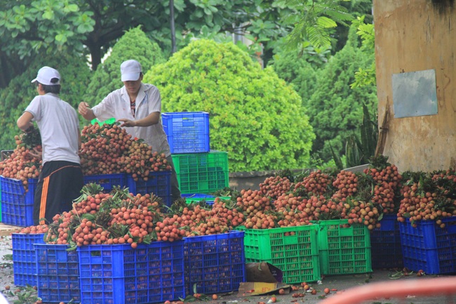 Ngay tại các chợ, các thương lái Trung Quốc cũng tìm đến để lựa chọn thu mua.