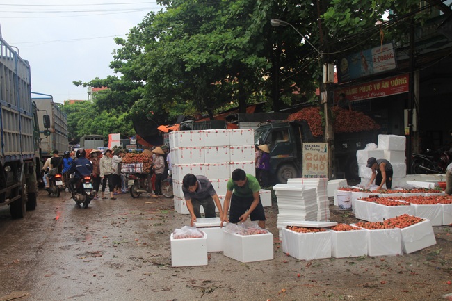 Ngay tại các chợ, các thương lái Trung Quốc cũng tìm đến để lựa chọn thu mua.