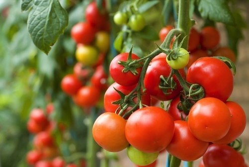 Đổ bỏ hàng trăm tấn, giá cà chua tăng vọt, nông dân... chẳng còn gì để bán - 1 Giá cà chua tăng vọt, nhưng nông dân chẳng còn gì để bán.