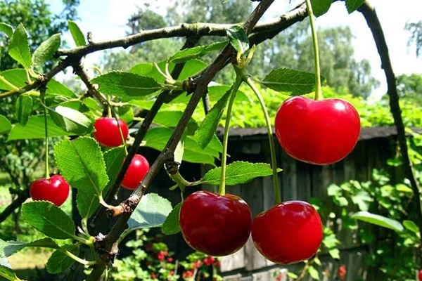 Sang Úc trồng cherry để thỏa mãn “sự thèm ăn” của người Trung Quốc - 1 Trái cherry ở Young - Ảnh: ABC News